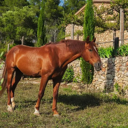 Masia Pou De La Vinya Lejlighed Sitges